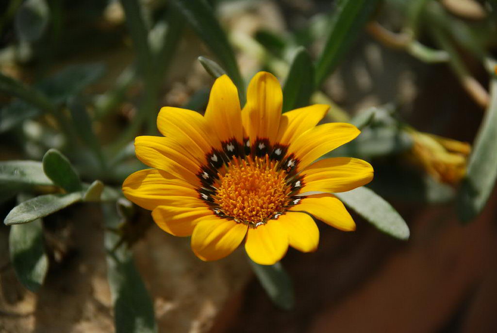 گازانیا اسپلندنس